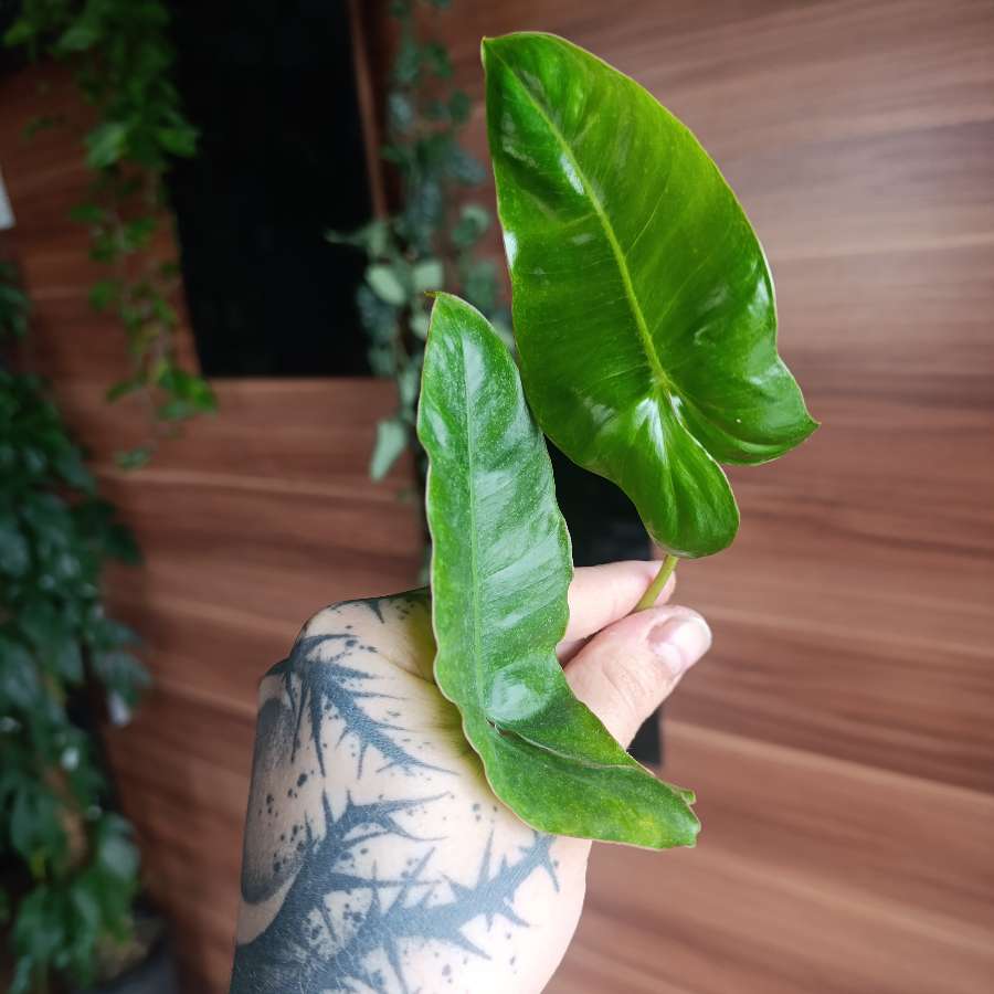 Philodendron Paraiso Verde