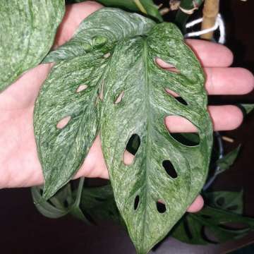 Monstera Mint