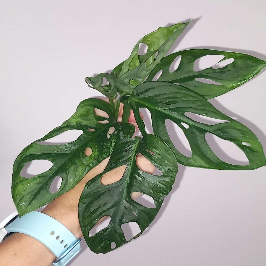 Monstera Mint