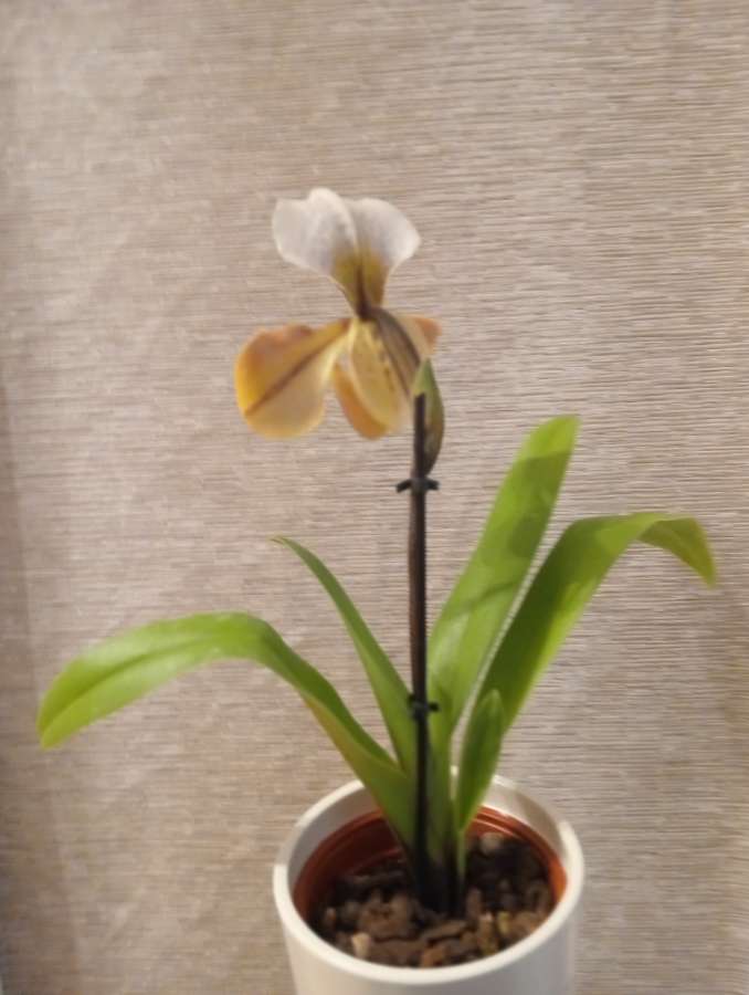 Storczyk orchidea Phalaenopsis 5