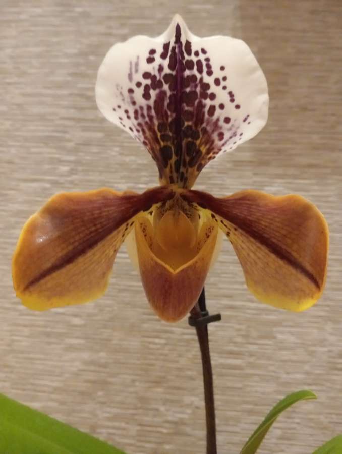 Storczyk orchidea Phalaenopsis 3
