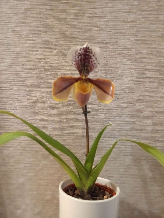 Storczyk orchidea Phalaenopsis 2