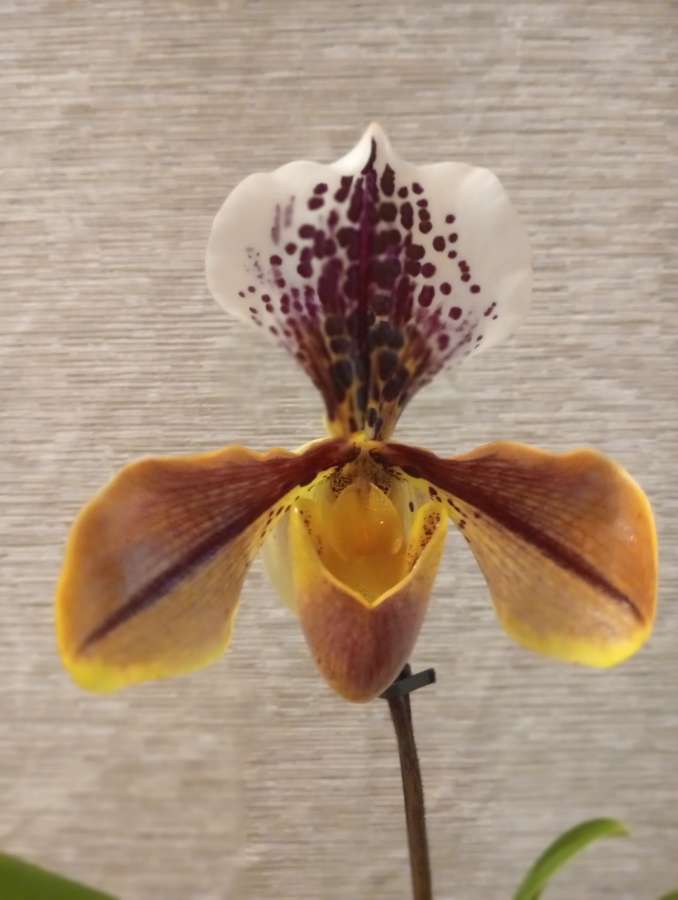 Storczyk orchidea Phalaenopsis 4