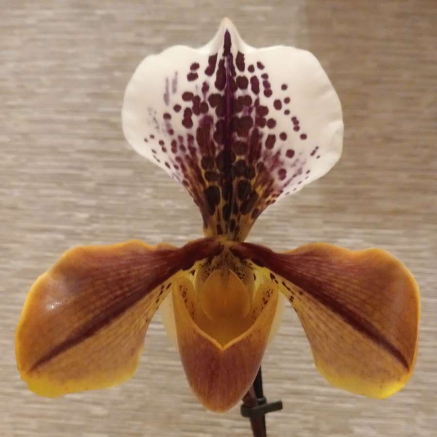 Storczyk orchidea Phalaenopsis