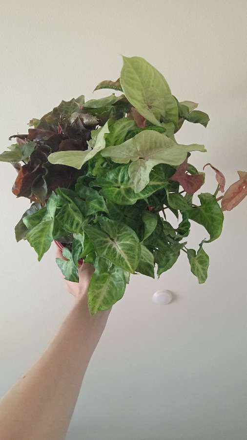 Syngonium mix odmian 5