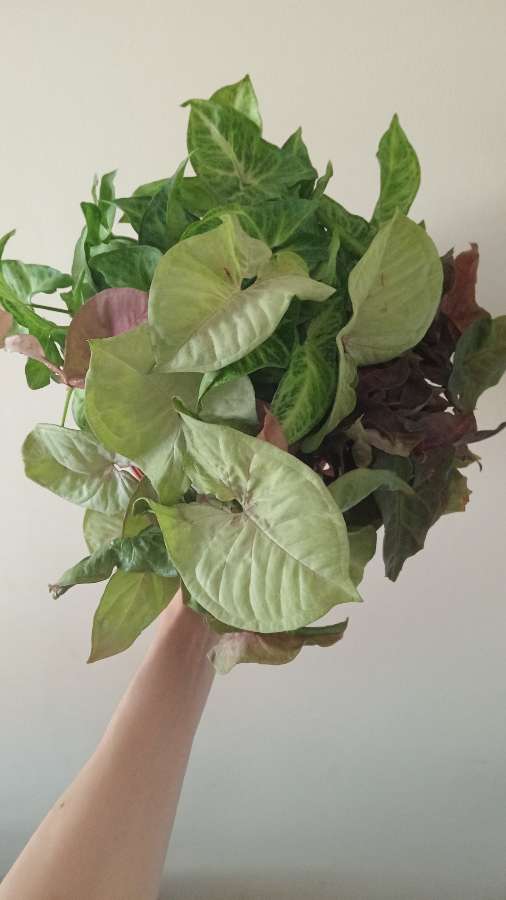 Syngonium mix odmian 3
