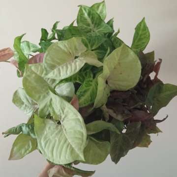 Syngonium mix odmian