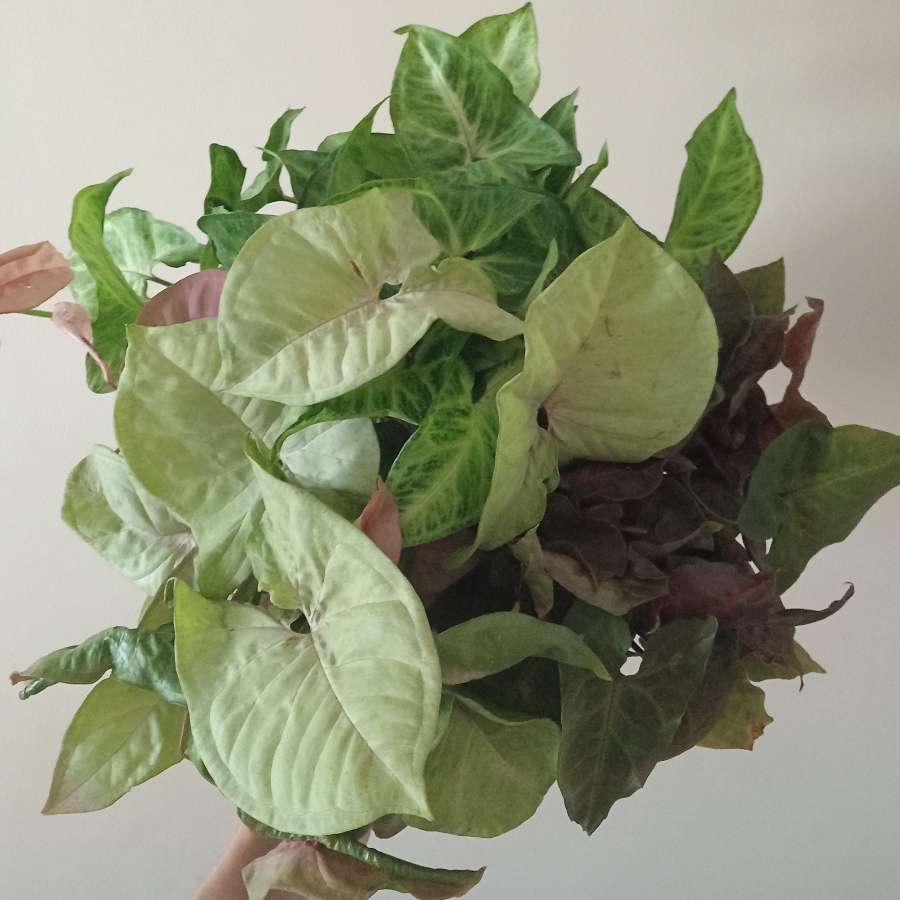 Syngonium mix odmian