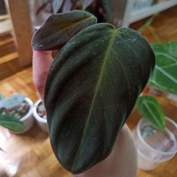 Philodendron Gigas
