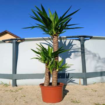 Yucca Gwatemala