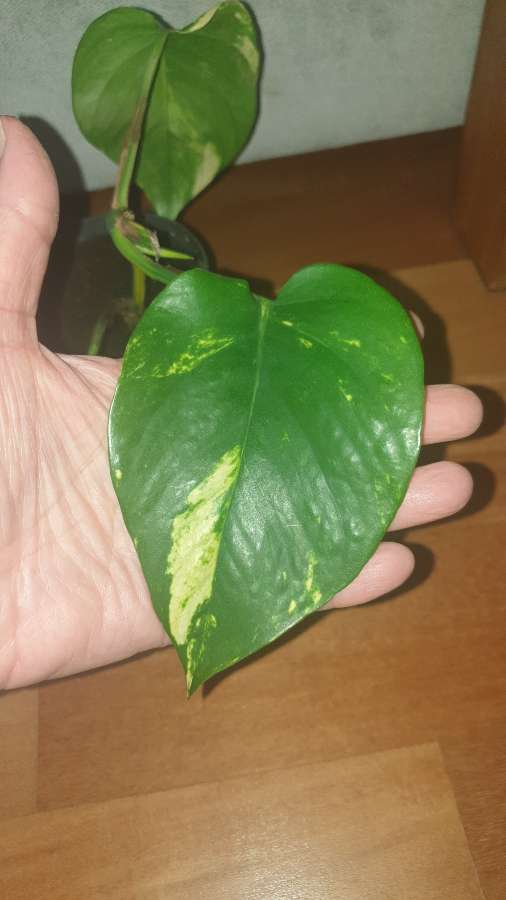 Epipremnum, epi złociste,  duże liście  5