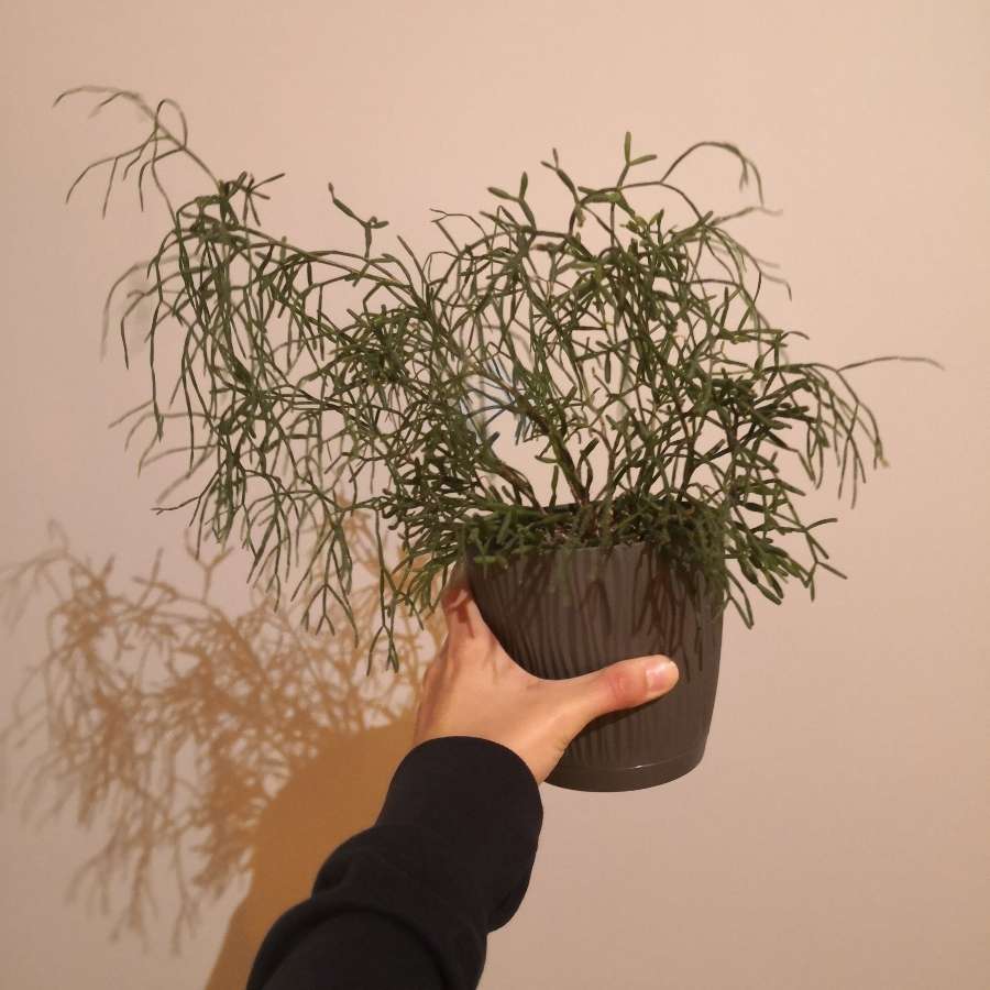 Oddam (hatiora?)