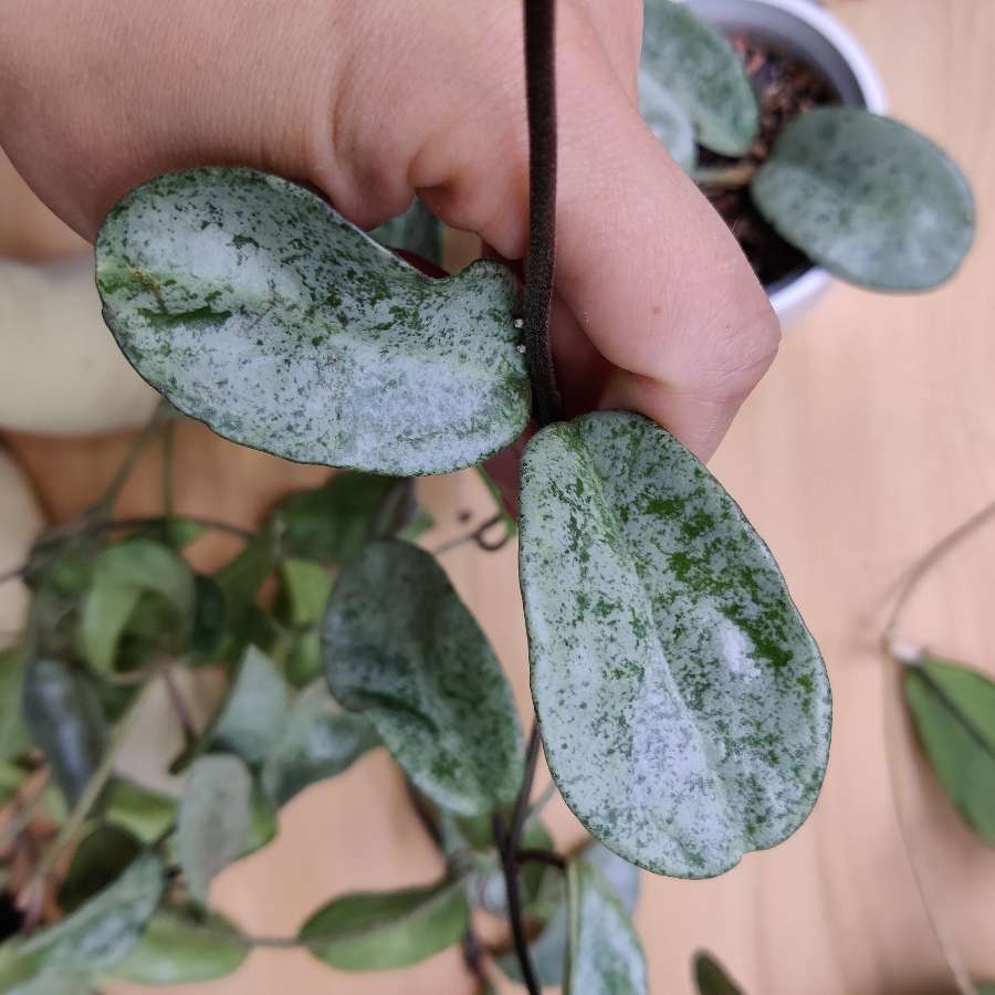 Hoya Grey ghost
