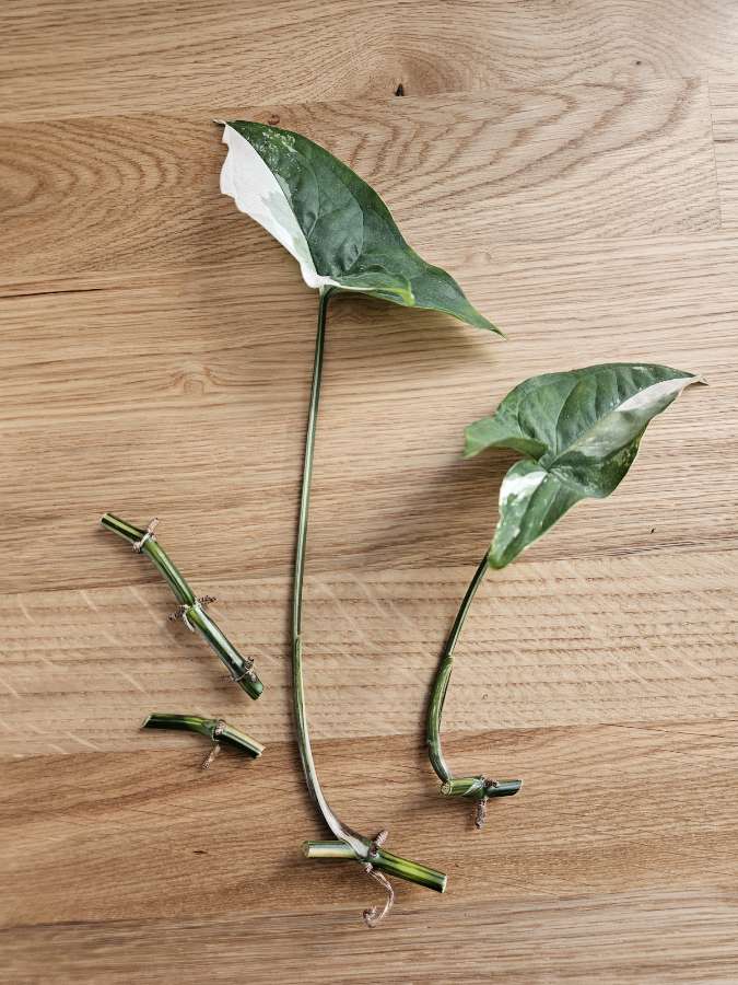 Syngonium 'Emerald Gem' 2