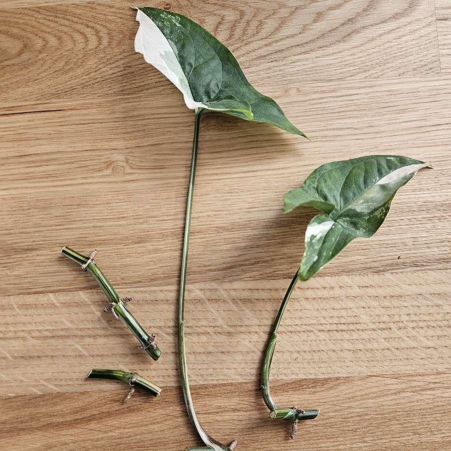 Syngonium 'Emerald Gem'