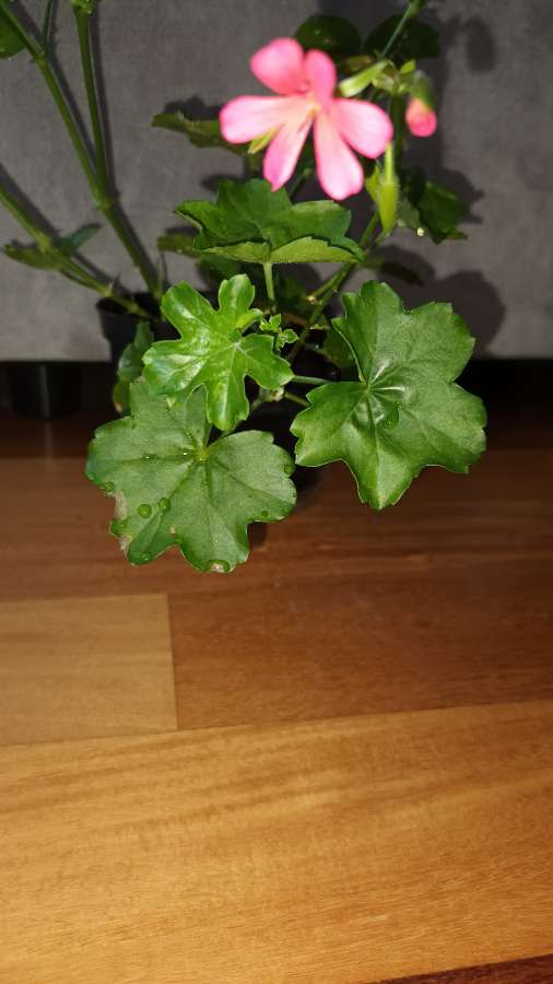 Pelargonie bluszczolistna duża  3
