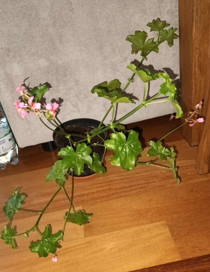 Pelargonie bluszczolistna duża  4