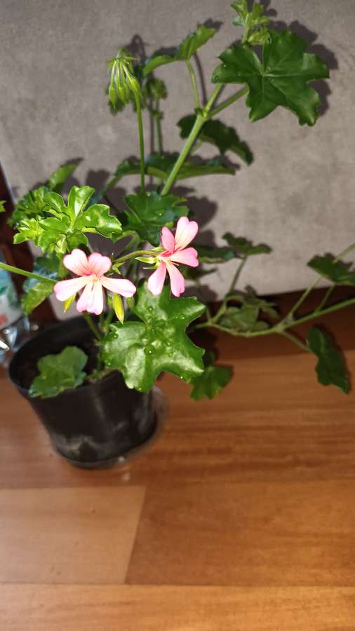 Pelargonie bluszczolistna duża  5