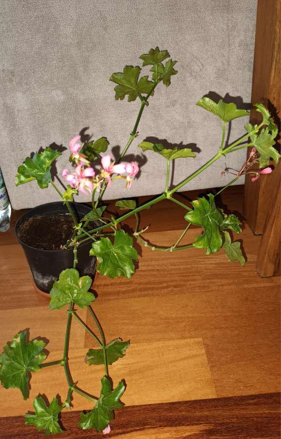 Pelargonie bluszczolistna duża  3