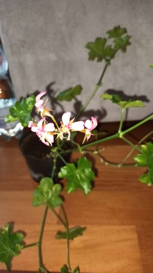 Pelargonie bluszczolistna duża  2