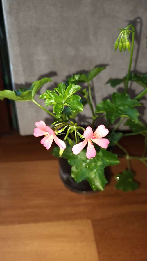 Pelargonie bluszczolistna duża  4