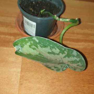 Scindapsus pstry