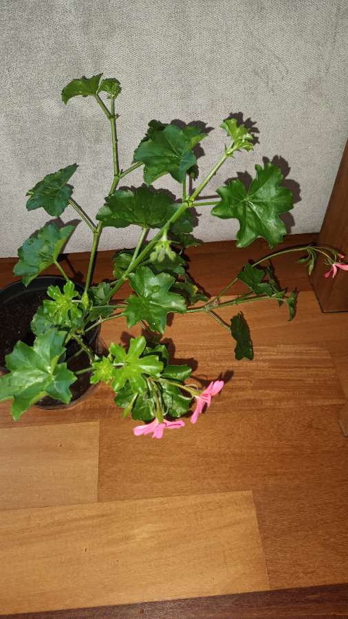Pelargonie bluszczolistna duża  2
