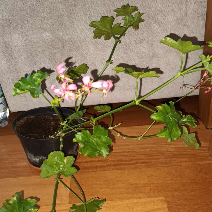 Pelargonie bluszczolistna duża 