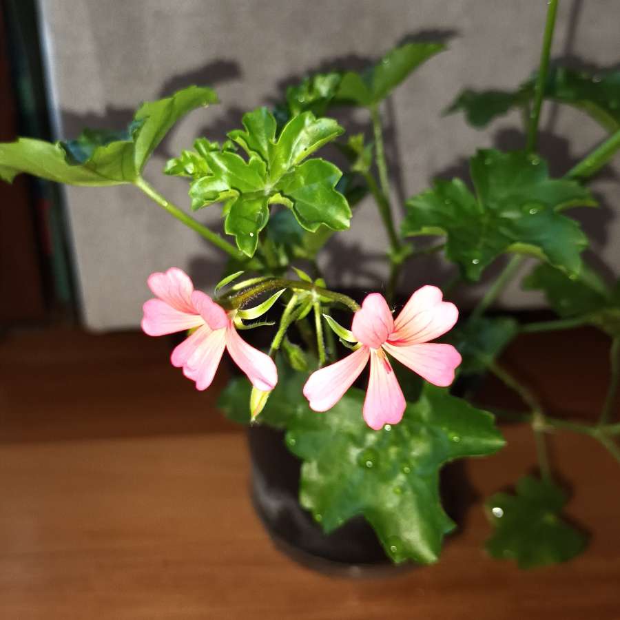 Pelargonie bluszczolistna duża 