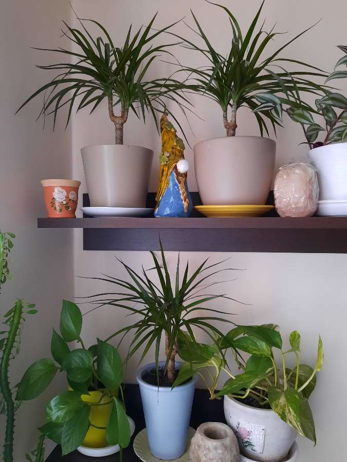Monstera,dracena 4