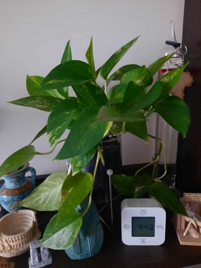 Monstera,dracena 2