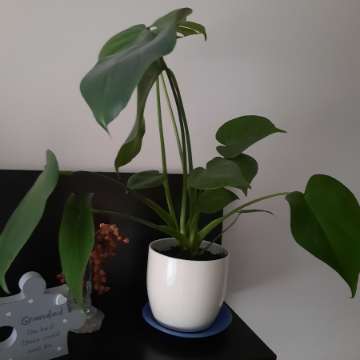 Monstera,dracena