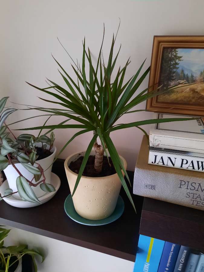 Monstera,dracena 3