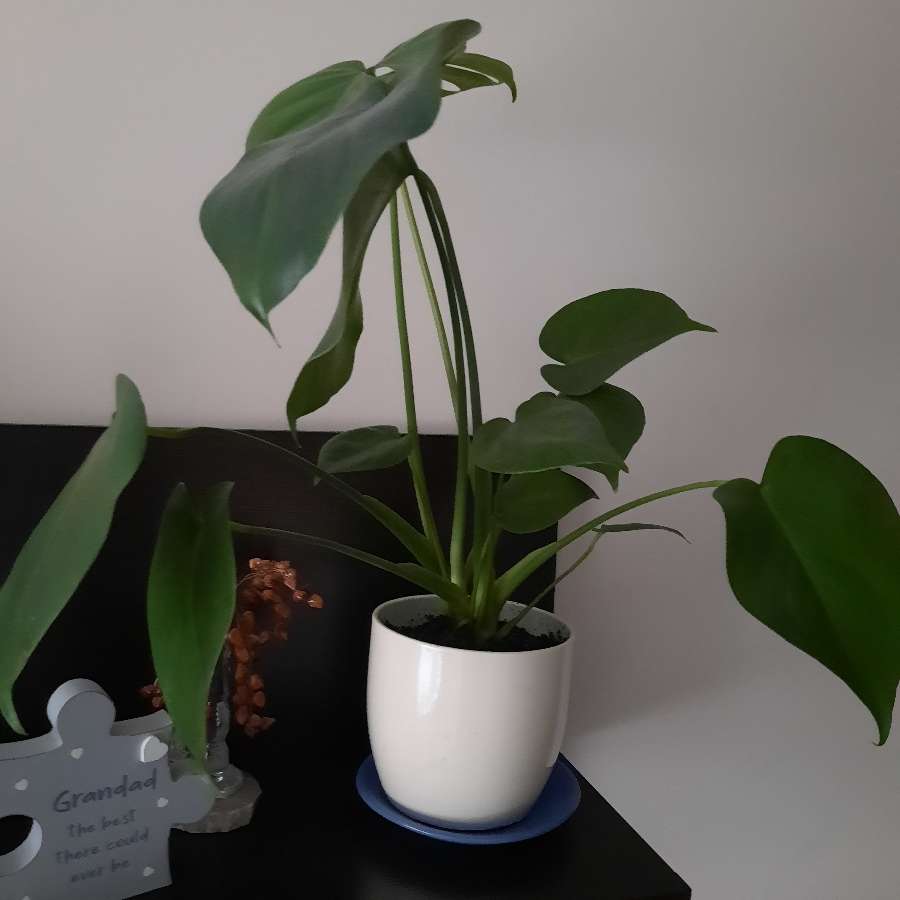 Monstera,dracena