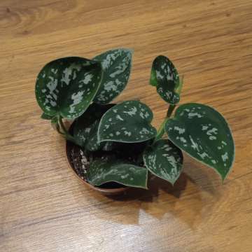 Scindapsus pictus 'Argyraeus'