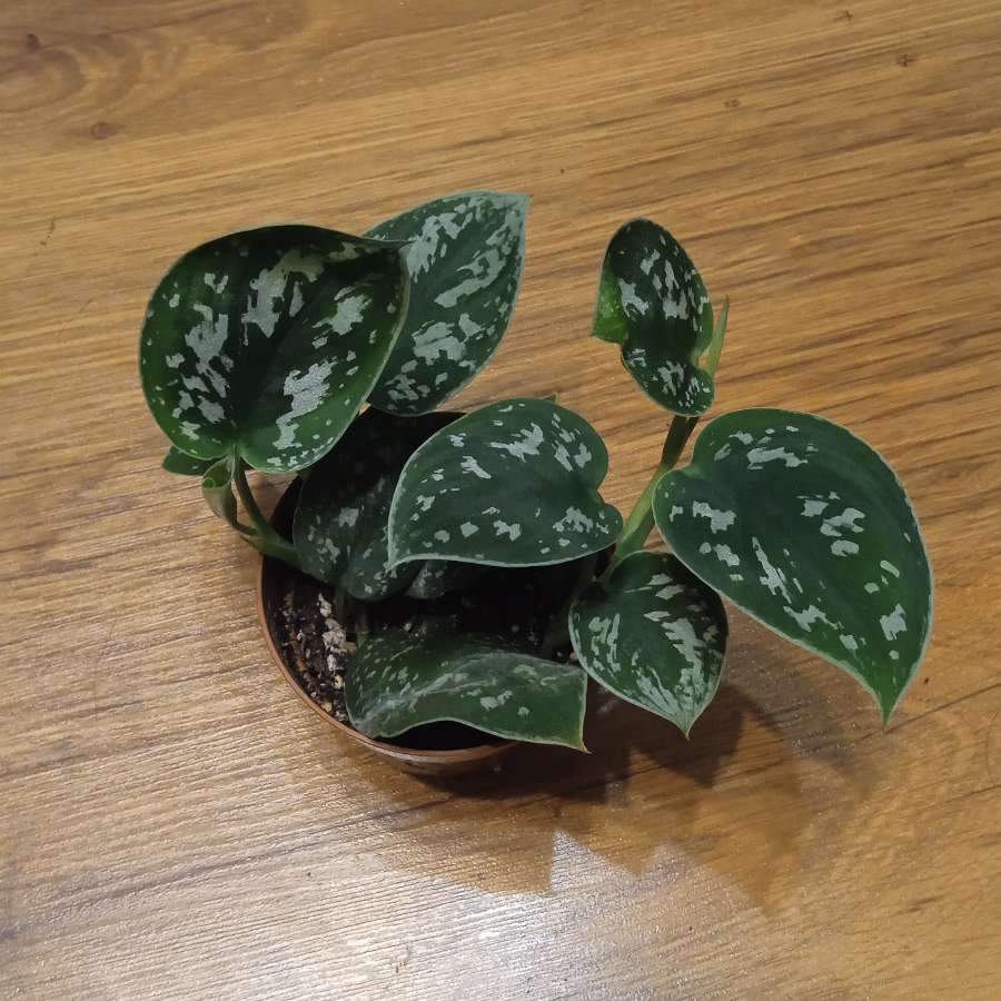 Scindapsus pictus 'Argyraeus'