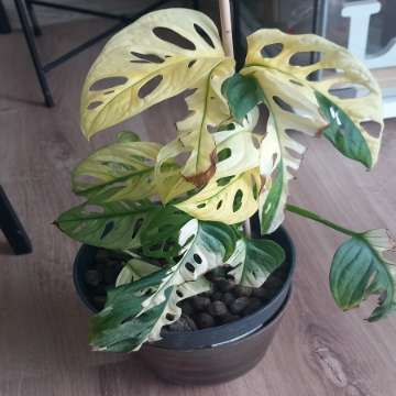 Monstera Adansonii Variegata