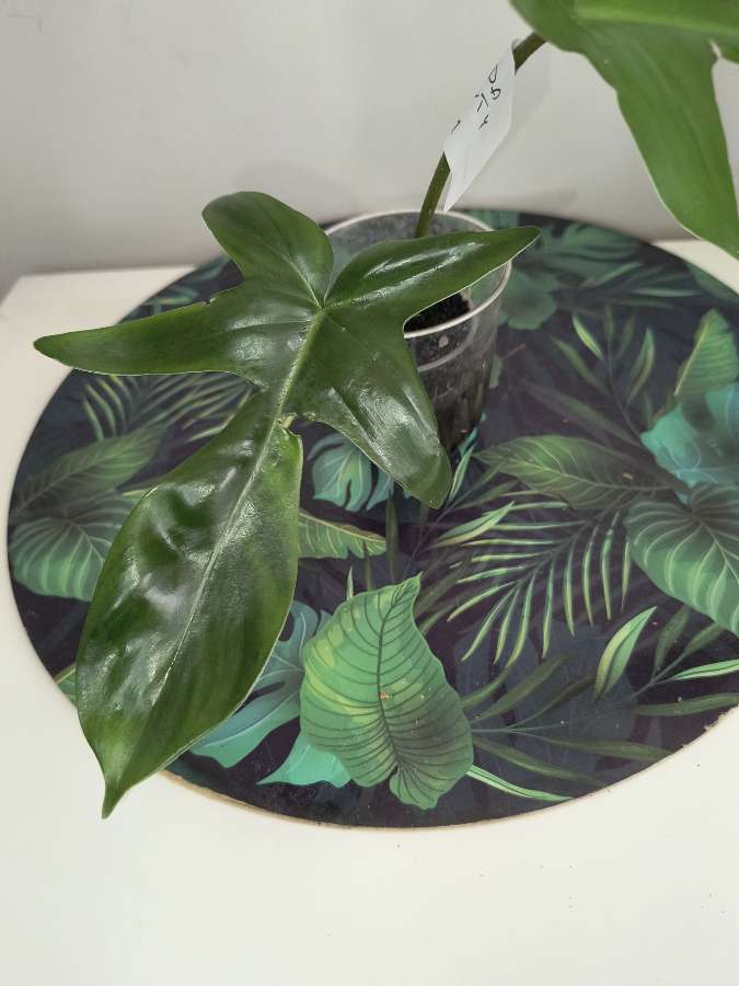 Philodendron floryda 2