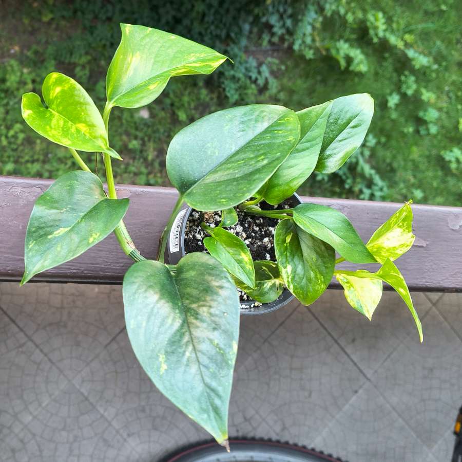 Epipremnum aureum 5