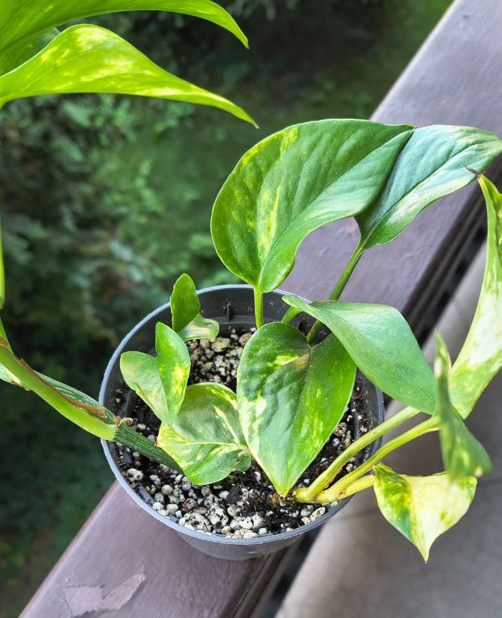 Epipremnum aureum 2