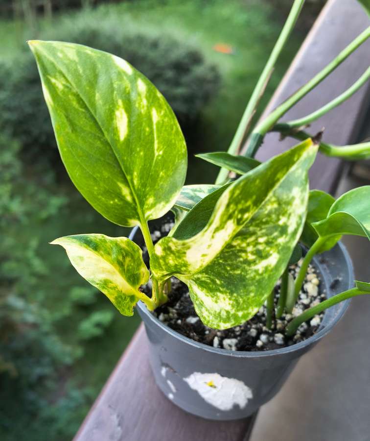 Epipremnum aureum 3