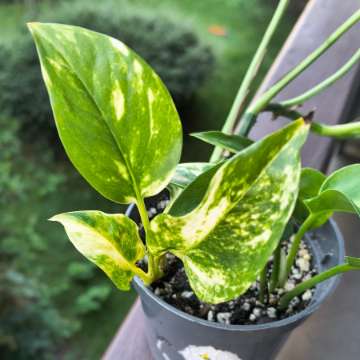 Epipremnum aureum