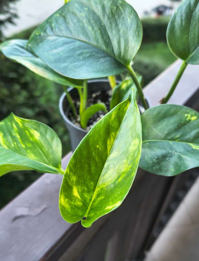 Epipremnum aureum 4