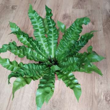 Asplenium nidus