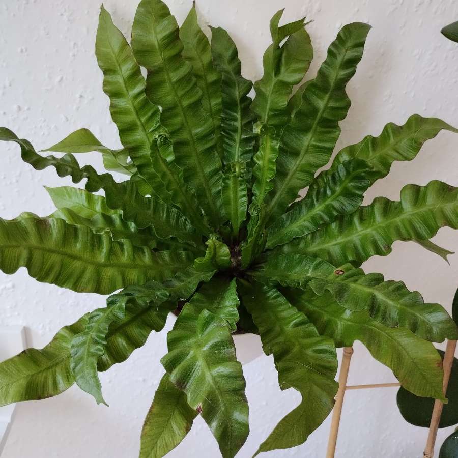 Asplenium nidus