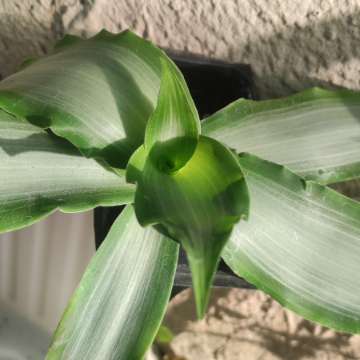 Murdannia loriformis (Bright Star)