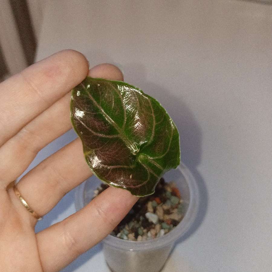 Alokacja azlani