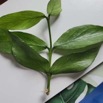 Hoya polyneura broget