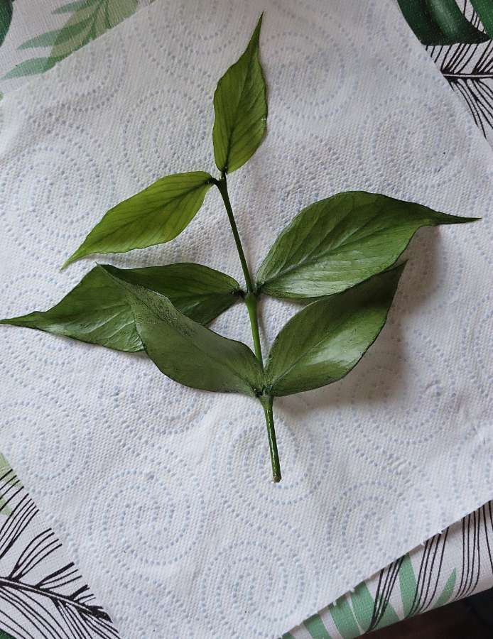 Hoya polyneura broget 2