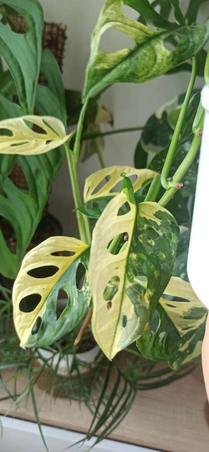 Monstera Adansonii Aurea Variegata 2